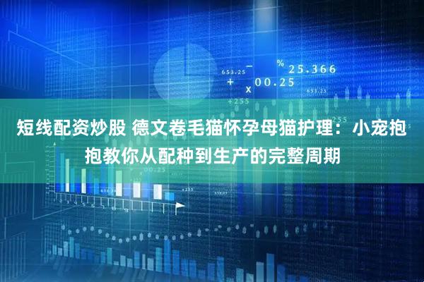 短线配资炒股 德文卷毛猫怀孕母猫护理：小宠抱抱教你从配种到生产的完整周期